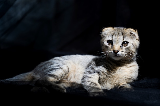 Beautiful little cat in the sun on a dark background.