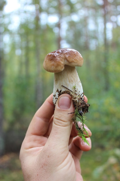 Beautiful and little caught in the forest cep in the hand