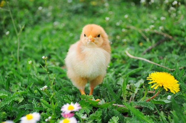 Beautiful little chicken on green grass in garden