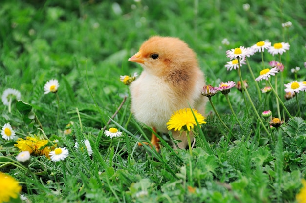 Beautiful little chicken on green grass in garden