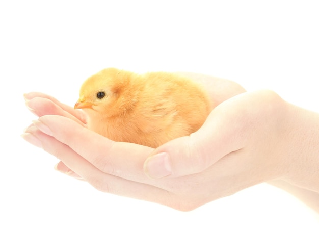 Beautiful little chicken on hands isolated on the white