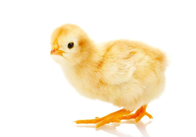 Beautiful little chicken isolated on the white