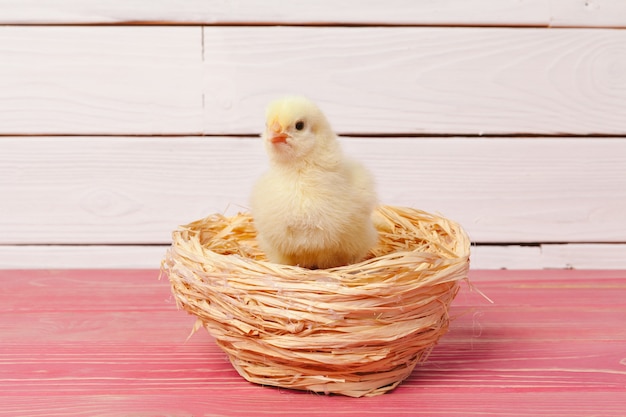 Красивая маленькая курица в гнезде