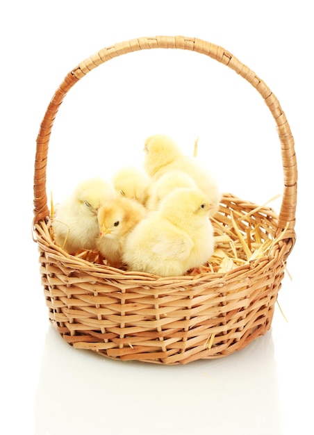 Photo beautiful little chickens in basket isolated on the white