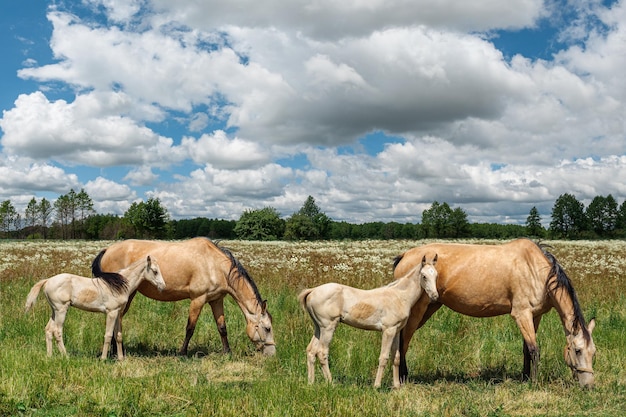 馬の美しい小さな子供たちは、彼らの赤毛の母親と一緒に牧草地で放牧しています