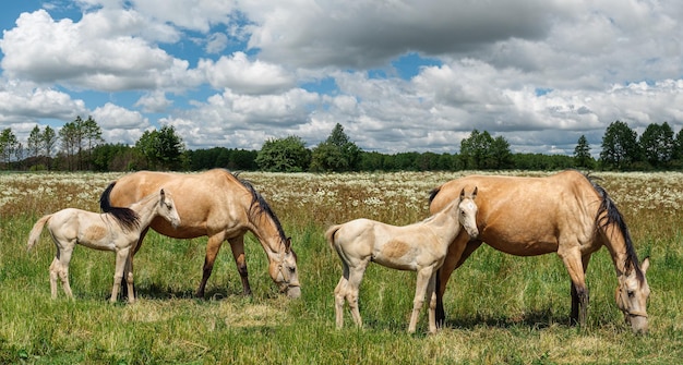 Beautiful little children of horses are grazing in the meadow together with their redhaired mothers