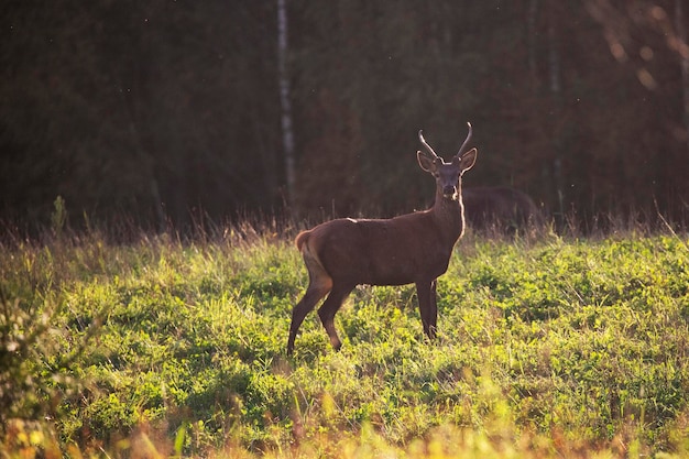 Beautiful little deer in a meadow near the forest