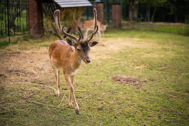 Beautiful little deer with horns