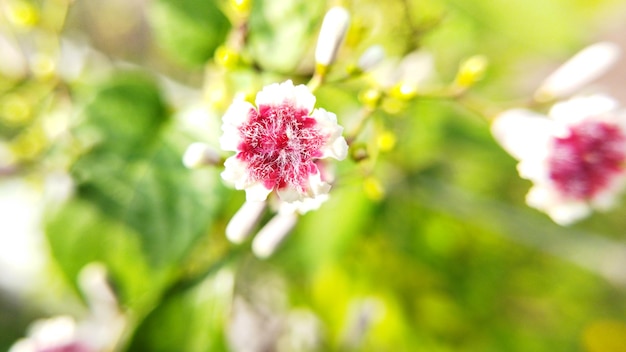 写真 紫と白の色が美しい小さな花です。