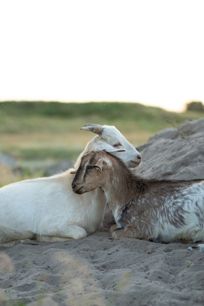 Beautiful little goat cubs lie in the field with their muzzles touched