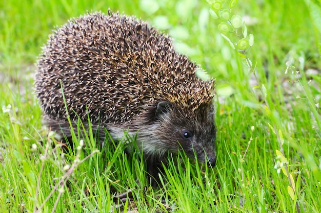 Beautiful little hedgehog in the green spring grass