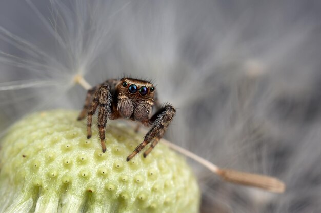 Beautiful, little jumping spider and dandelion seed