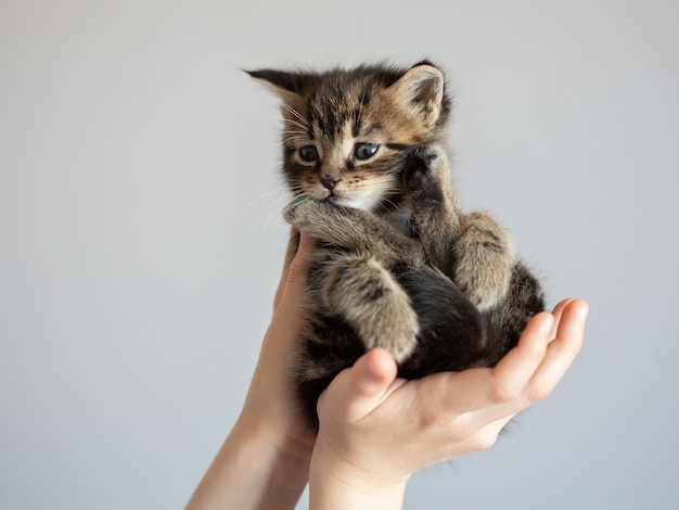 写真 子供の手のクローズアップで美しい子猫