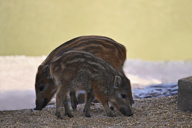 自然の中で野生の美しい小さなブタ森のイノシシ動物