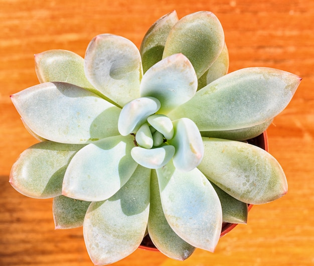 Beautiful little plant, succulent in a small flower pot