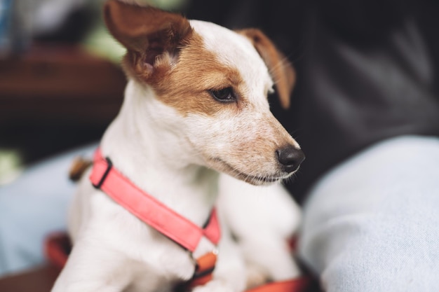 忙しい一日の後に眠っている美しい子犬