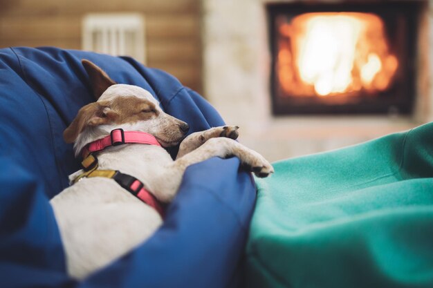 Beautiful little puppy resting sleeping after a busy day