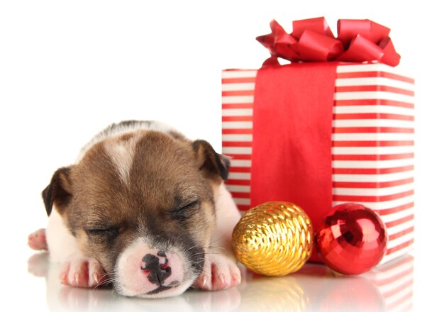 Beautiful little puppy surrounded by gift isolated on white