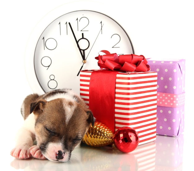 Beautiful little puppy surrounded by gift isolated on white