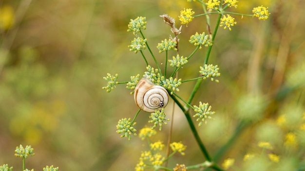 가을 시즌에 자연의 꽃에 아름다운 작은 달팽이