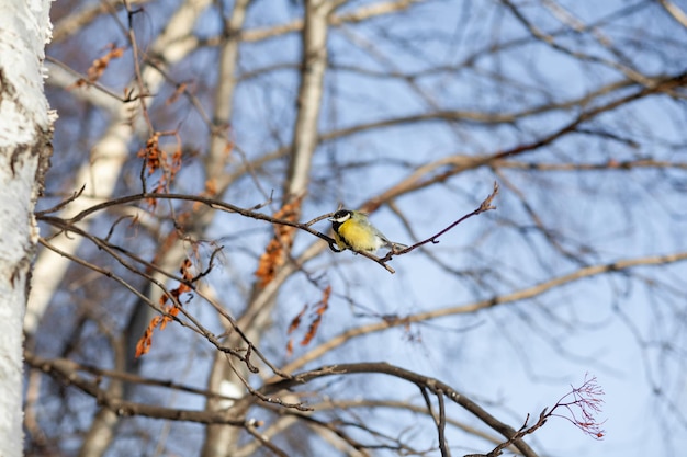 A beautiful little sparrow on a branch in winter and flies for food Other birds are also sitting