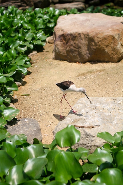 Photo beautiful little stork background