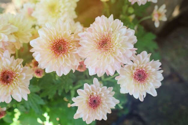 Bei piccoli fogli di verde dei fiori bianchi al sole di ora legale. focalizzazione morbida.