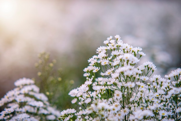 美しい小さな白い花スポットフォーカス背景のソフトフォーカス