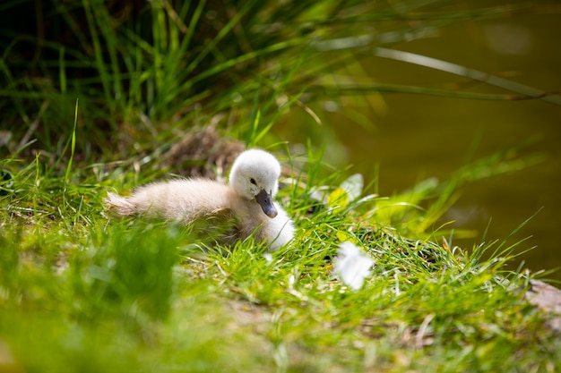 Beautiful little white swan chicks near water in Prague park