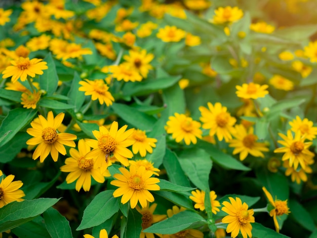 緑豊かな庭園の背景に美しい小さな黄色い星の花（Melampodium divaricatum）