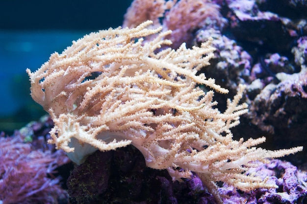 水族館の美しい生きた天然白サンゴ