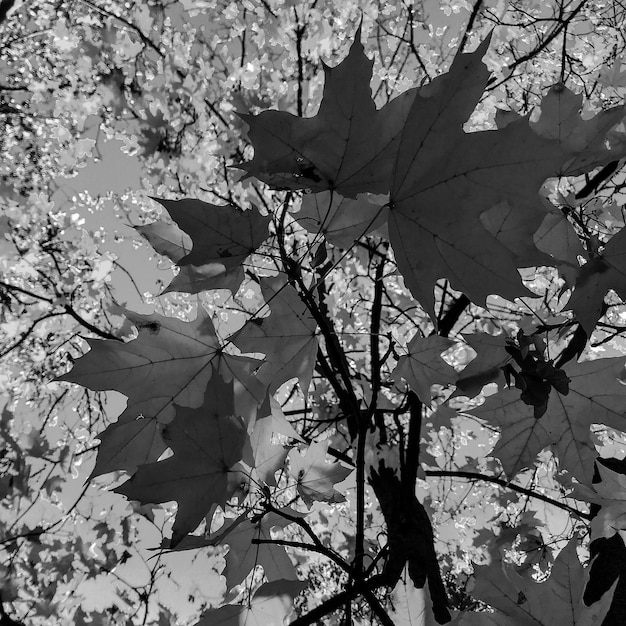 beautiful living tree with lot of leaves on branches protrude from wooden plant