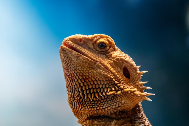 아름다운 도마뱀 수염된 Agama Pogona vitticeps