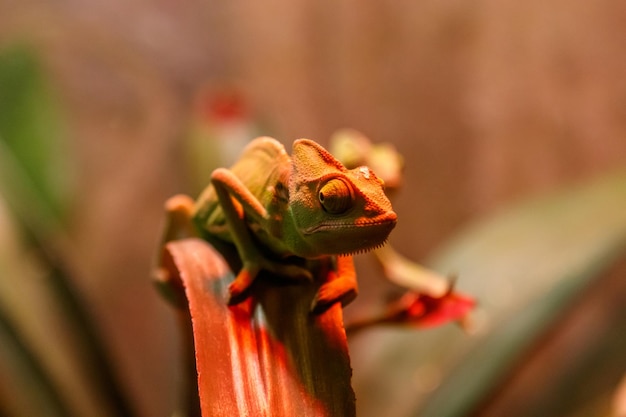 Красивая ящерица Chamaeleonidae на ветке