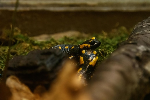 Photo beautiful lizard in the grass common fire salamander