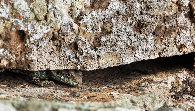 Beautiful lizard on stone close up