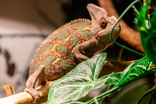 Photo beautiful lizard of the yemen chameleon veiled chameleon chamaeleo calyptratus