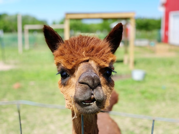 Photo beautiful llama