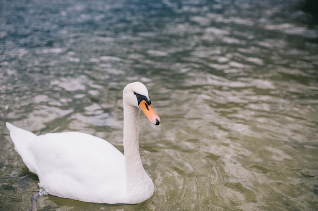 A beautiful lone swan floats in the lake.