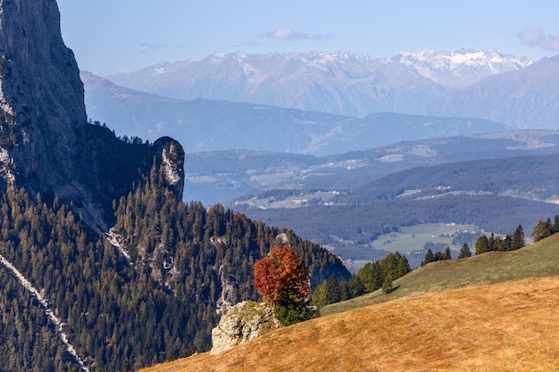 Beautiful lonely autumn tree on a hill of Seiser Alm plateau