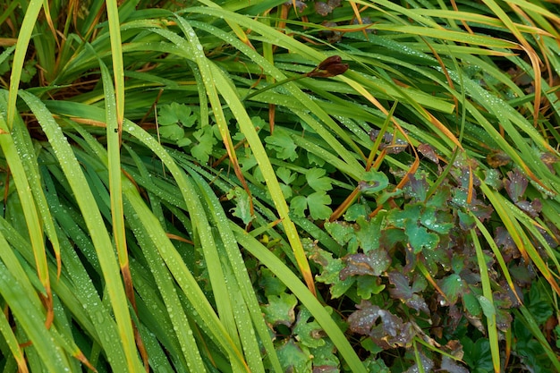 夏の日に屋外で露のしずくのある美しい長い緑の草クローズアップ緑豊かな植物や水滴のある草地早朝に公園の春の間に野原の健康な牧草地または牧草地