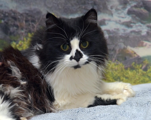 Photo beautiful long-haired black and white cat on the bed