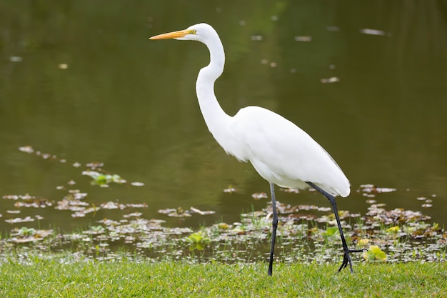 Beautiful long white heron in the park hunting fish