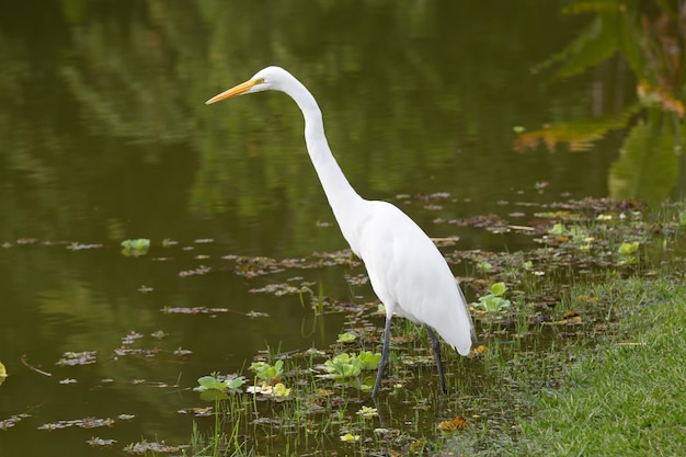 Beautiful long white heron in the park hunting fish