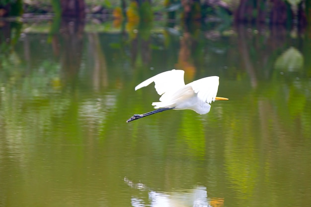 Beautiful long white heron in the park hunting fish