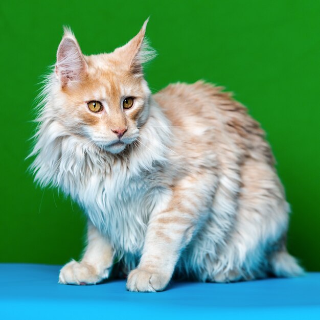 beautiful longhair red tabby maine coon cat sitting on green and light blue background