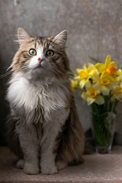 Beautiful longhaired cat with a white chest big green eyes and a pink nose sits on a background of f