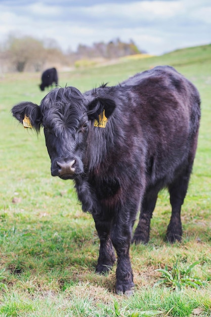 Beautiful longhaired cows graze on a pasture in Denmark