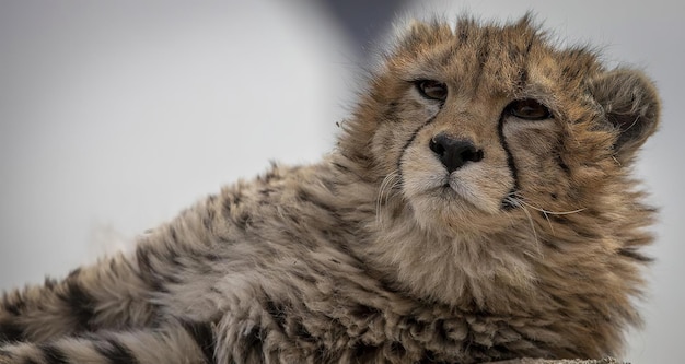 The beautiful look of the Iranian cheetah