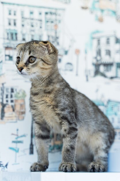 Beautiful lop-eared little cat on a white background.